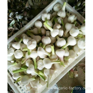 New Crop Fresh Garlic in High Quality